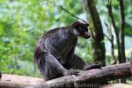 Grizzled tree-kangaroo