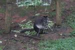 Brown forest-wallaby