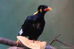 Nias hill myna