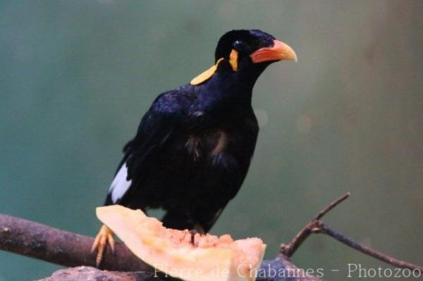 Nias hill myna