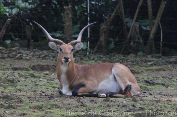 Kafue flats lechwe