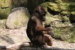 Pagai macaque