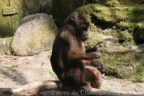 Pagai macaque