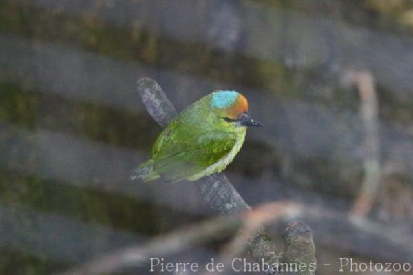 Flame-fronted barbet