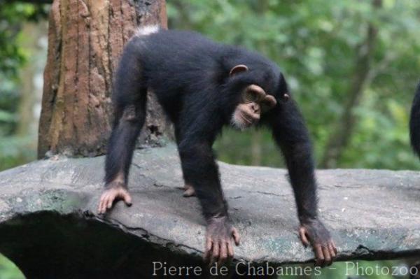 Common chimpanzee