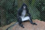 Grizzled leaf-monkey