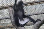 Grizzled leaf-monkey