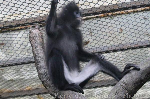 Grizzled leaf-monkey