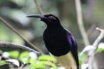 Twelve-wired bird-of-paradise