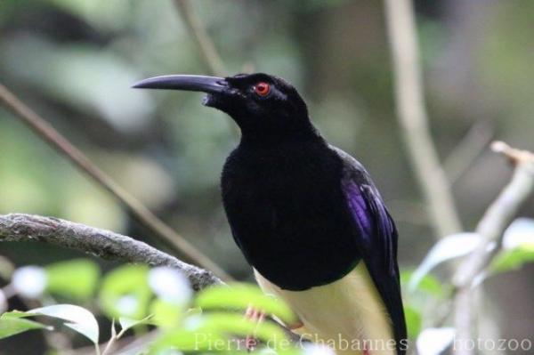 Twelve-wired bird-of-paradise