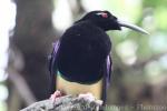 Twelve-wired bird-of-paradise