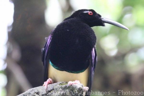 Twelve-wired bird-of-paradise