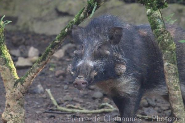 Javan warty pig