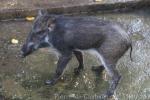 Javan warty pig