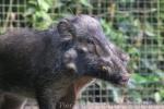 Javan warty pig