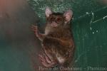 Tarsier
