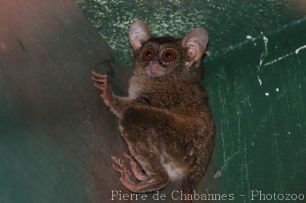 Tarsier