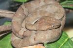 Flat-nosed pitviper