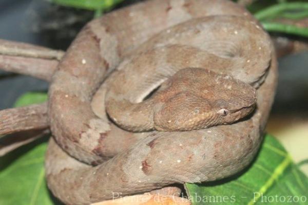 Flat-nosed pitviper