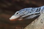 Blue tree monitor