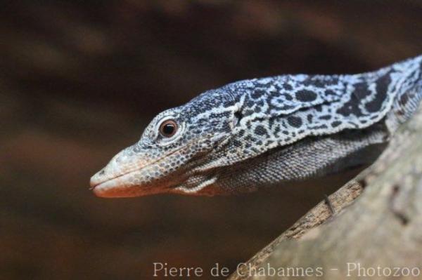 Blue tree monitor