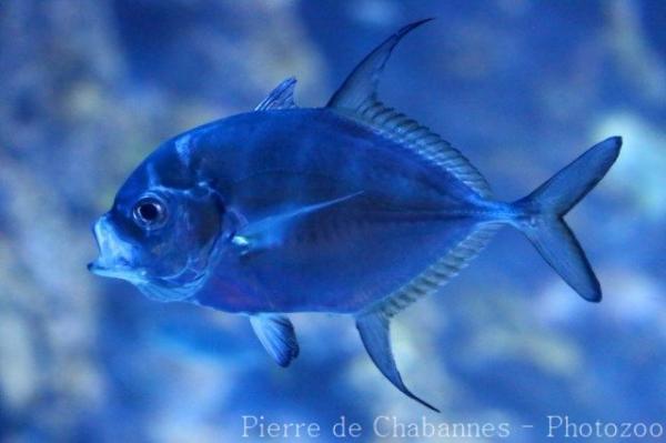 Longfin trevally