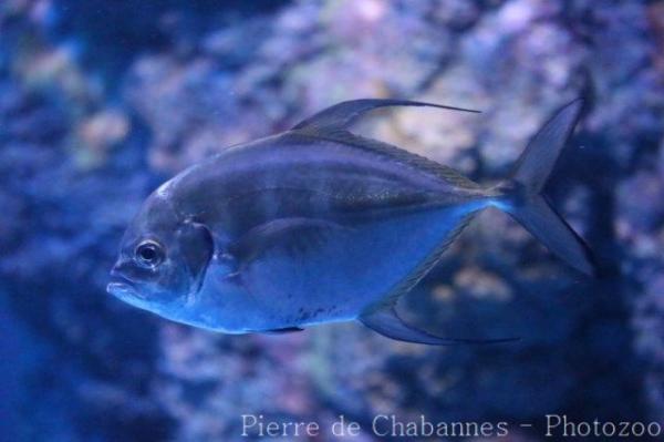 Longfin trevally