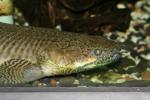 Shortfin bichir