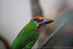 Red-throated barbet *