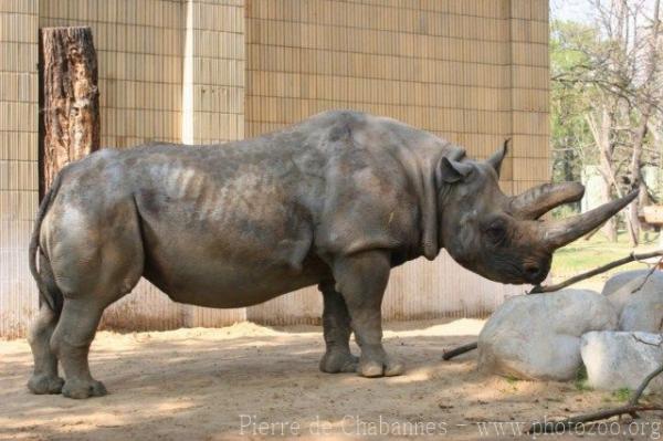 Southern black rhinoceros