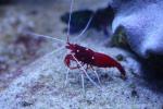 Scarlet cleaner shrimp