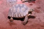 African spurred tortoise *