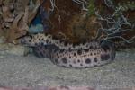 Tiger reef-eel