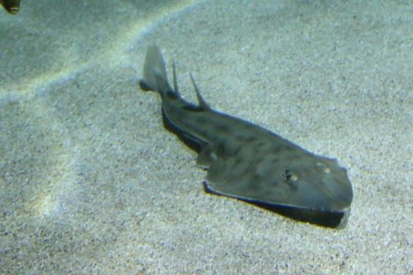 Shovelnose guitarfish