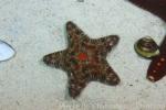 Children's sea star