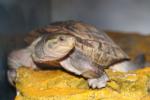 Yellow pond turtle