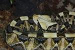 West-African gaboon viper
