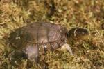 Philippine pond turtle
