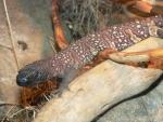 Rio Fuerte beaded lizard