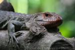 Northern caiman lizard