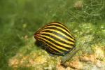 African tiger snail