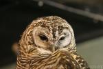 Rufous-banded owl *