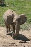 South African elephant