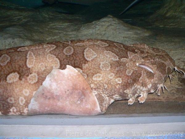 Spotted wobbegong *