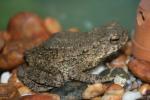 Asian giant toad