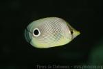 Foureye butterflyfish *
