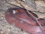 Red spitting cobra