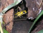 Black-legged poison frog