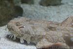 Spotted wobbegong