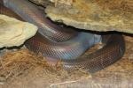 Mexican burrowing python